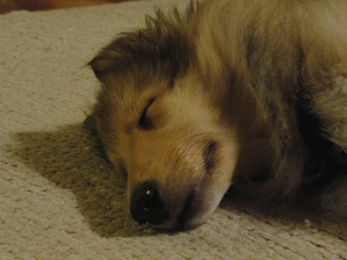 23/11/09 - dog tired