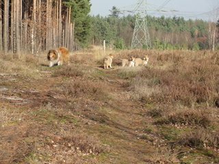 22/11/09 - last walk with the family at Luckaitztal