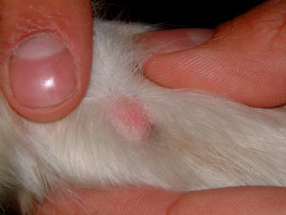 Nodule front paw